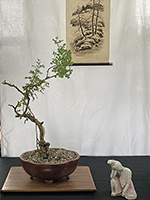 Kuni-Bush