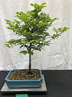  Europen Beech