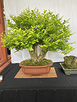 Privet