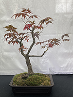 Red Maple