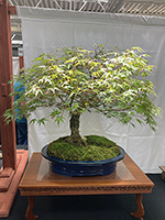 Cork Bark Maple