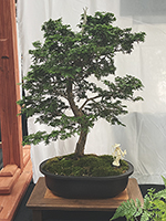 Hinoki