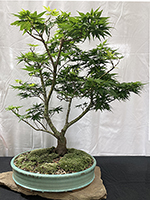 Japanese Maple