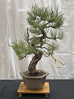 Ponderosa Pine