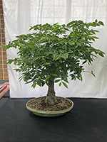 American Elm