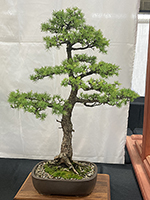American Larch
