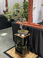 White Pine