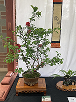 Japanese Quince