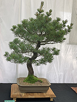 Japanese White Pine