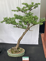 Larch