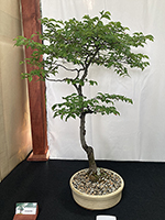 Chinese Elm