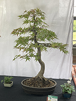 Japanese Maple