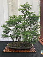 Larch Forest