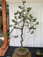 Jack Pine