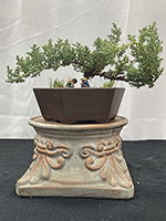 Juniper
