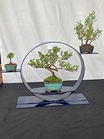 Serissa