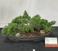 Kisho Juniper