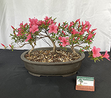 Azalea