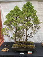 Spruce