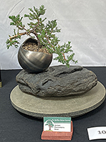 Procumbens Nana