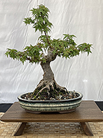 Japanese Maple