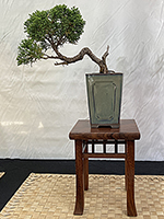 Shimpaku