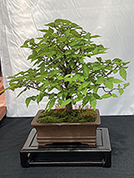 Zelkova
