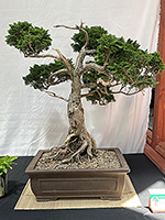 Hinoki Cypress