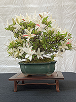 Satsuki Azalea