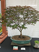 Japanese Maple