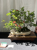 Chinese Quince