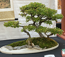 Chinese Elm