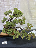 Juniper