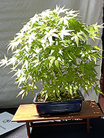 Japanese Maple