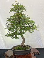 Japanese Maple-