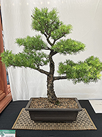 Ficus Burtt Davyi