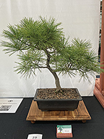 White Pine