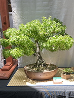 Maple
