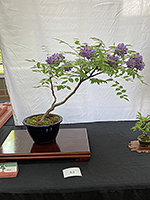 Wisteria