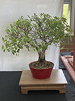 Natal Fig