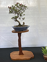 Azalea