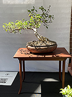 Nsatal Fig