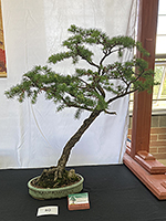 NAmerican Larch