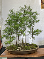 American Larch