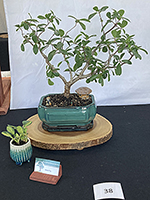 Natal Fig