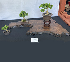 Boxwood
