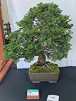 Hinoke Cypress