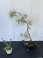 Jack Pine