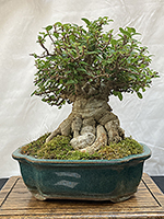 Japanese Maple