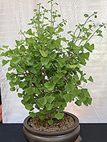 Ginko
